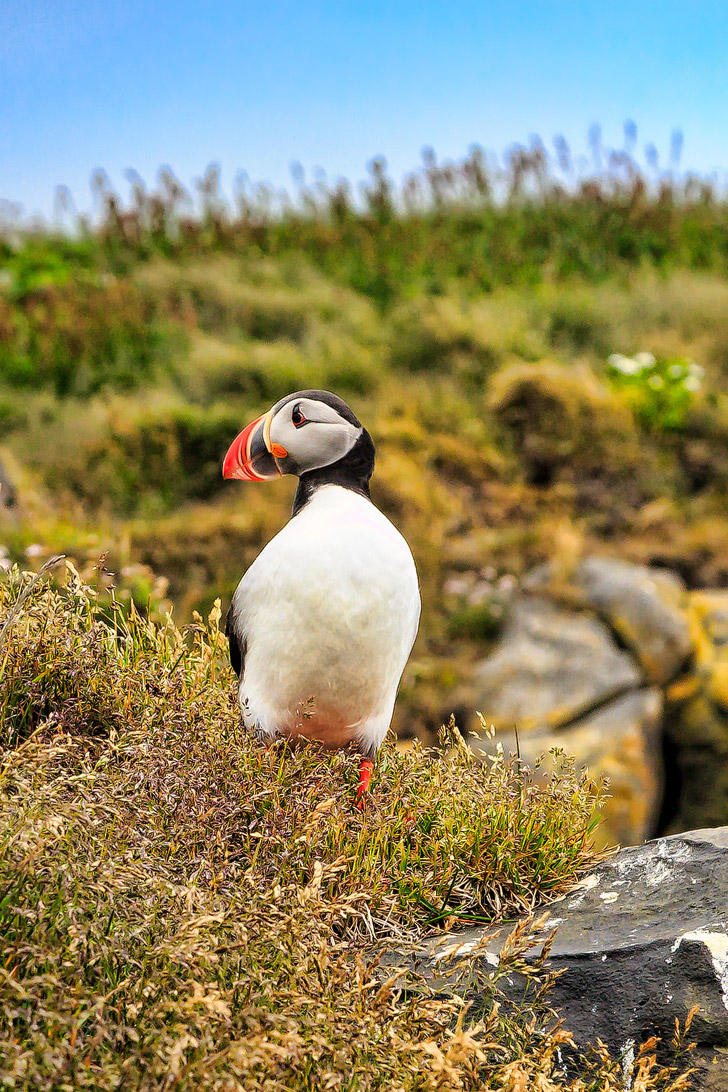 Puffin Watching in Iceland (+ 11 Greatest Things to Do in Reykjavik) // localadventurer.com