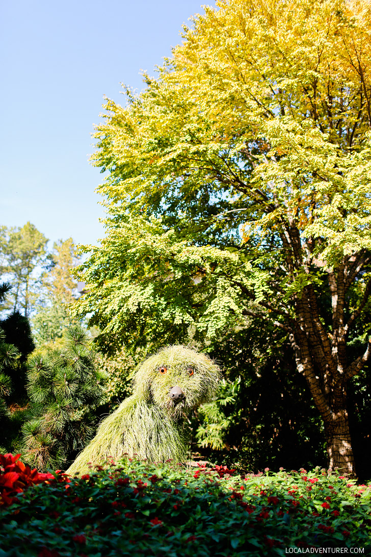 Living Sculptures at Atlanta Botanical Garden // localadventurer.com