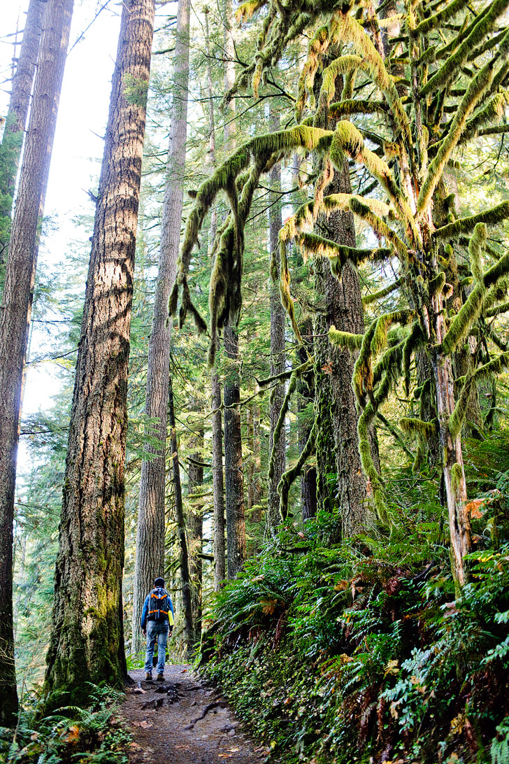 Silver Falls State Park Hikes in Oregon // localadventurer.com