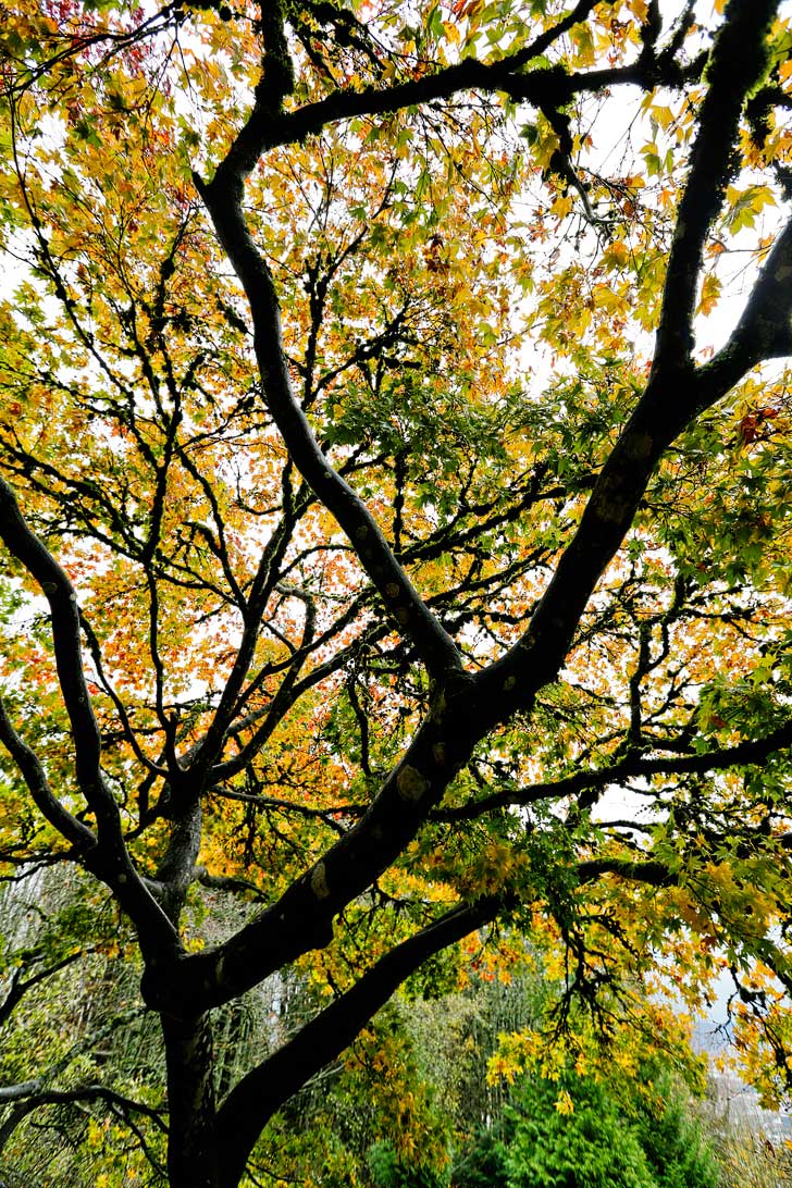 The Pittock Mansion Portland Oregon // localadventurer.com