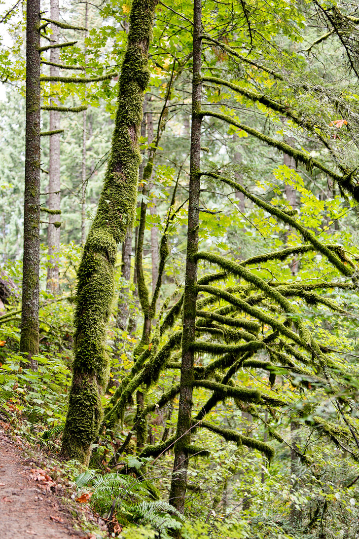 John Yeon State Park Oregon // localadventurer.com