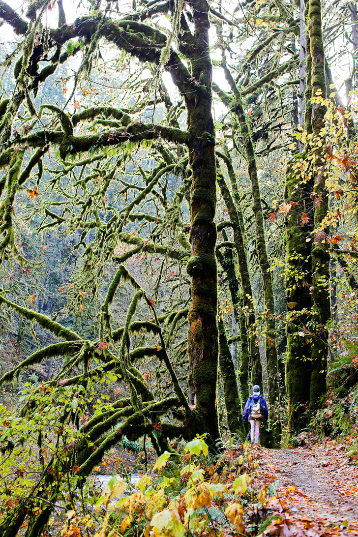 Silver Falls State Park Hikes Oregon // localadventurer.com