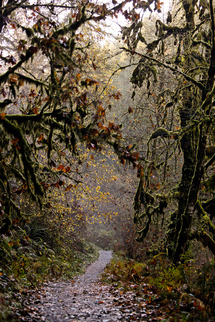 Silver Falls State Park Hikes, Oregon USA // localadventurer.com