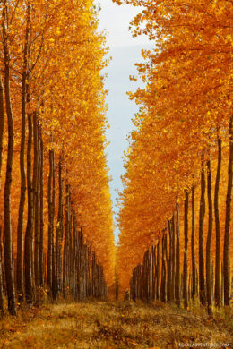 Last Chance to See the Autumn Colors of the Boardman Tree Farm