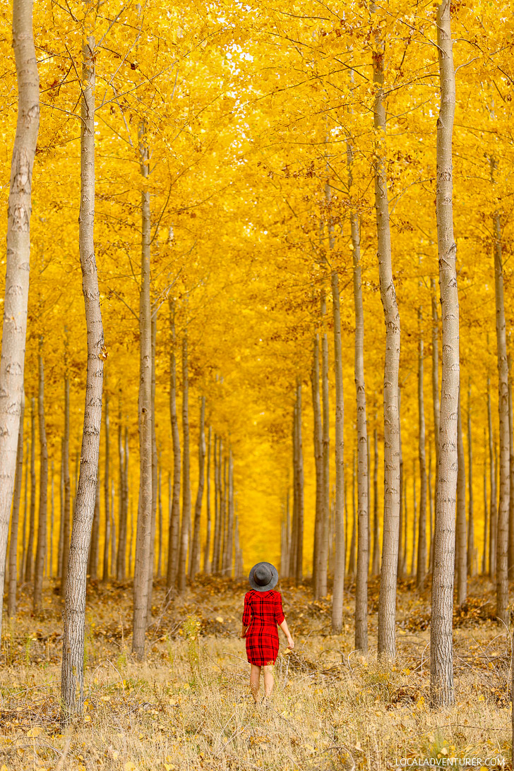 Boardman Tree Farm Oregon in Autumn - Hybrid Poplar Tree Facts // localadventurer.com