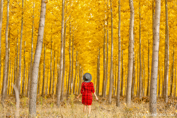 Boardman Tree Farm Fall Colors + Hybrid Tree Farming // localadventurer.com