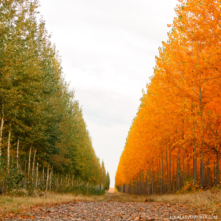 Boardman Tree Farm Oregon // localadventurer.com