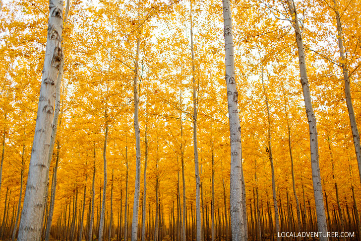 Fall Foliage in Oregon at Boardman Tree Farm - Poplar Trees Oregon // localadventurer.com