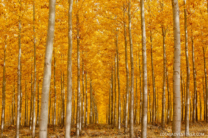 Oregon Fall Colors at Boardman Tree Farm // localadventurer.com