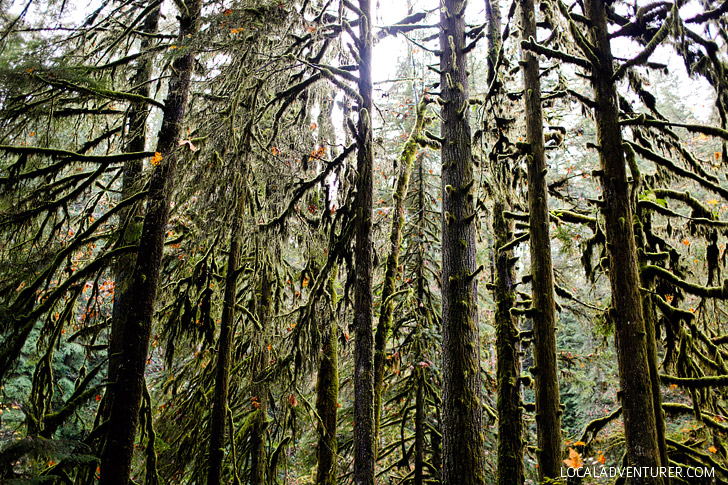 Silver Falls State Park Oregon Hikes // localadventurer.com