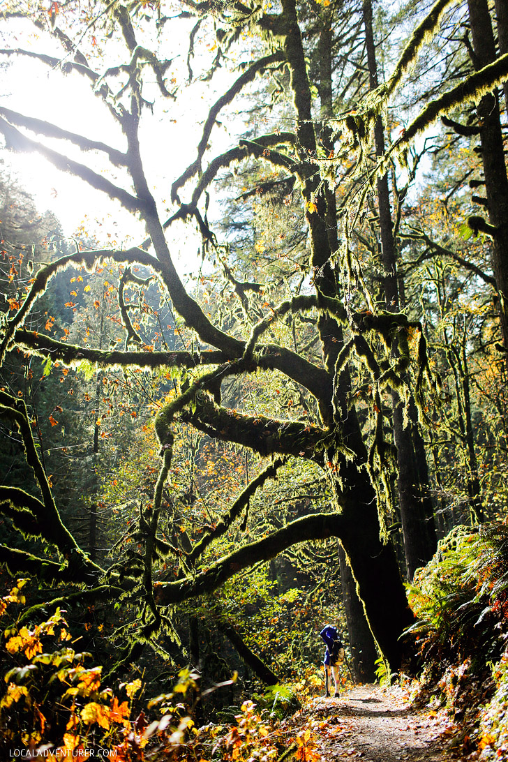Silver Falls State Park Oregon Hikes // localadventurer.com