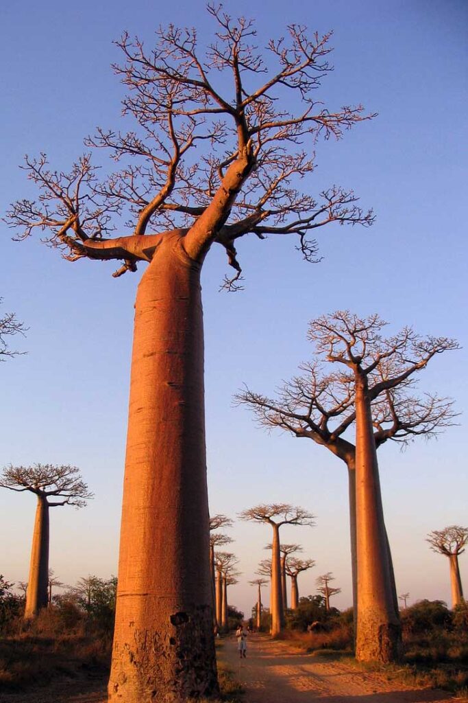 Avenue of the Baobabs, Madagascar (Our 2017 Travel Bucket List) // localdventurer.com