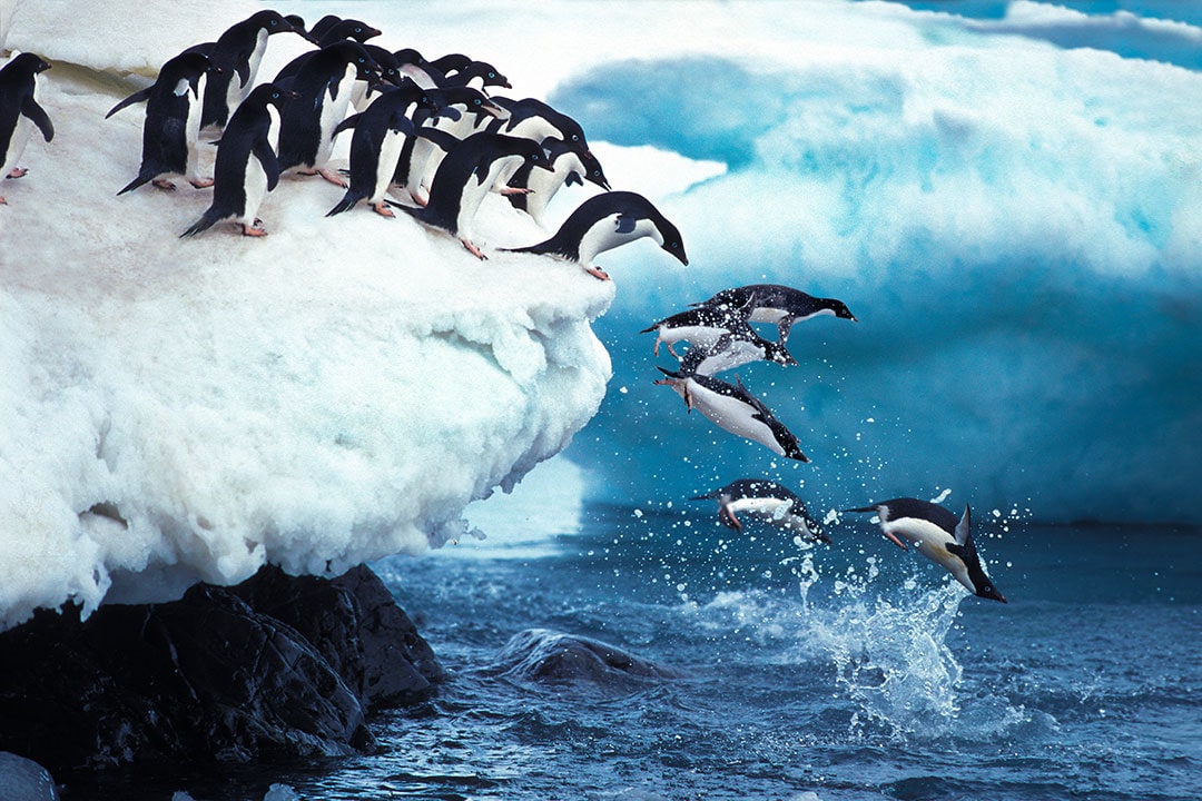 penguins of antarctica - travel wish list