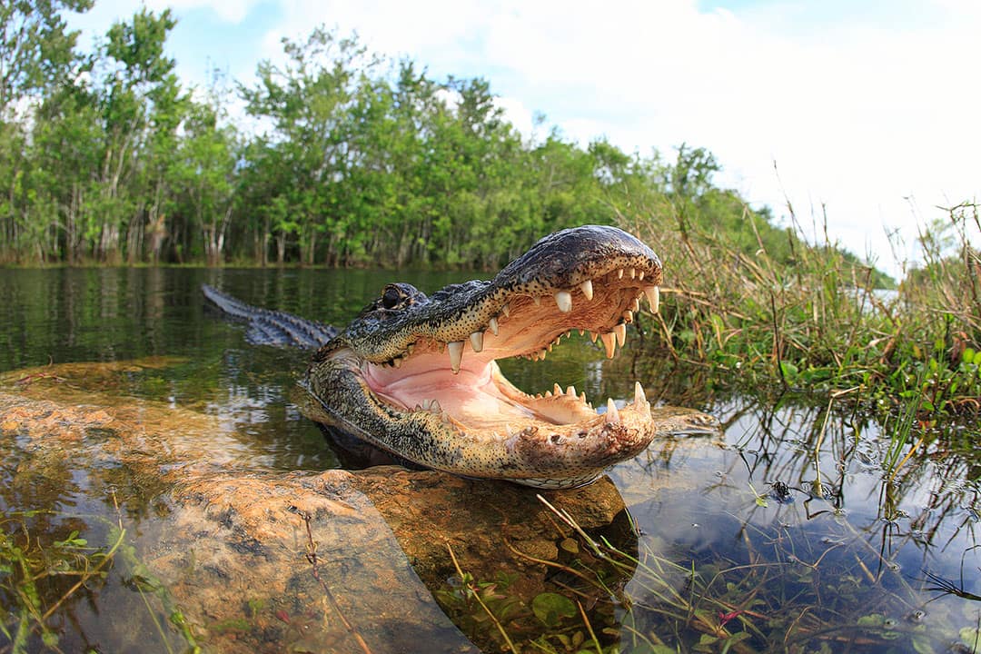 things to do in everglades national park TeamJiX