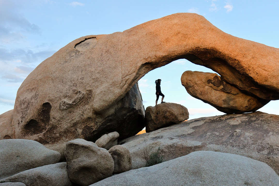 does joshua tree allow dogs