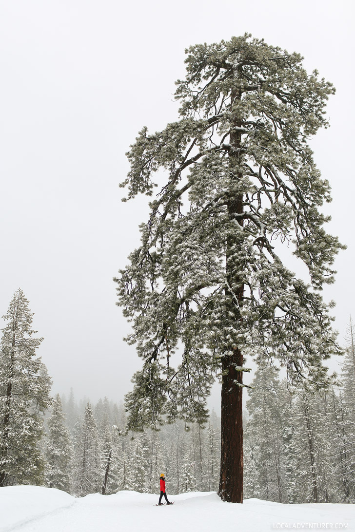 Yosemite is a winter wonderland when you visit after it snows. You can have a snow day adventure at Badger Pass // localadventurer.com