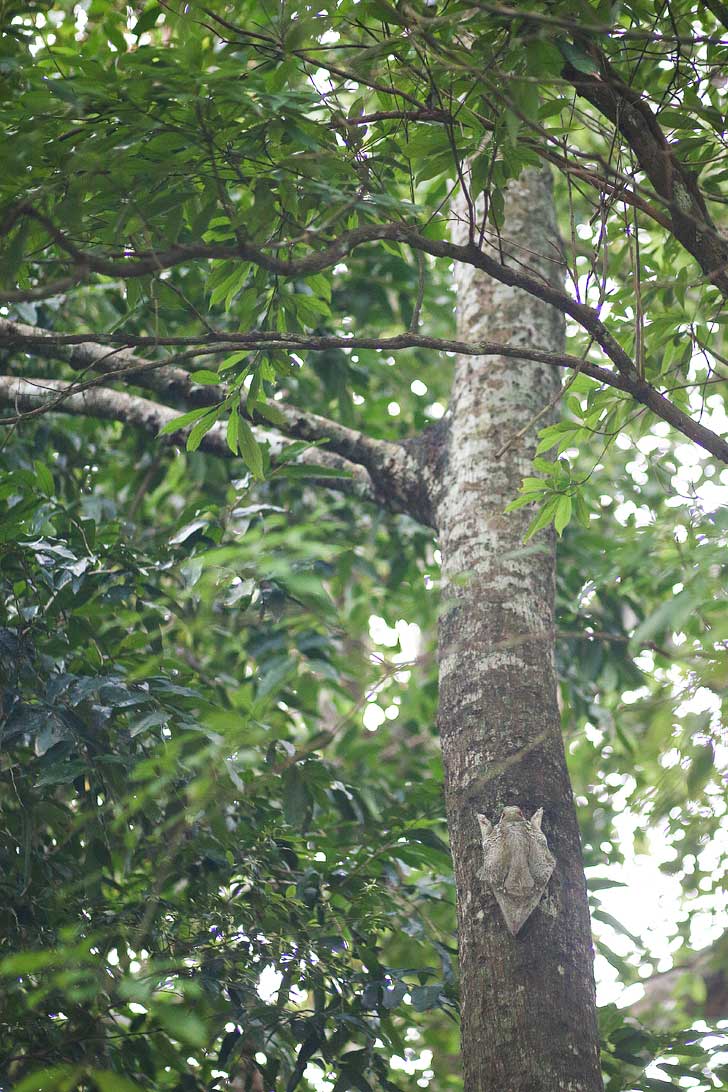 Keep your eyes out for flying lemurs at the Berjaya Langkawi Resort (9 Unique Things to Do in Langkawi Malaysia) // localadventurer.com