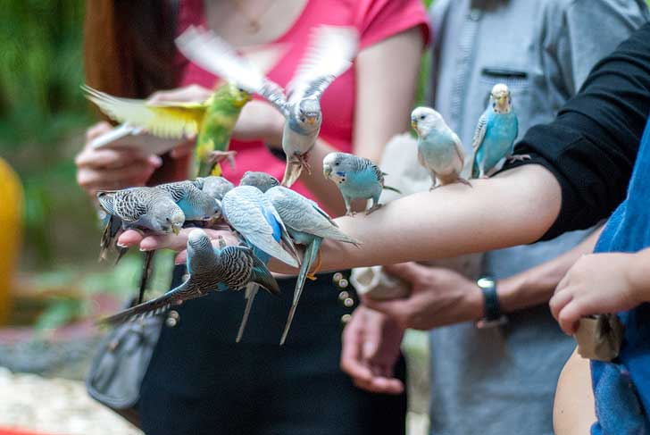 Langkawi Wildlife Park is among the top attractions for families. You can hand feed and pet ostriches, emus, parrots, rabbits, porcupines, raccoons, mouse deer, flamingos, etc. // localadventurer.com