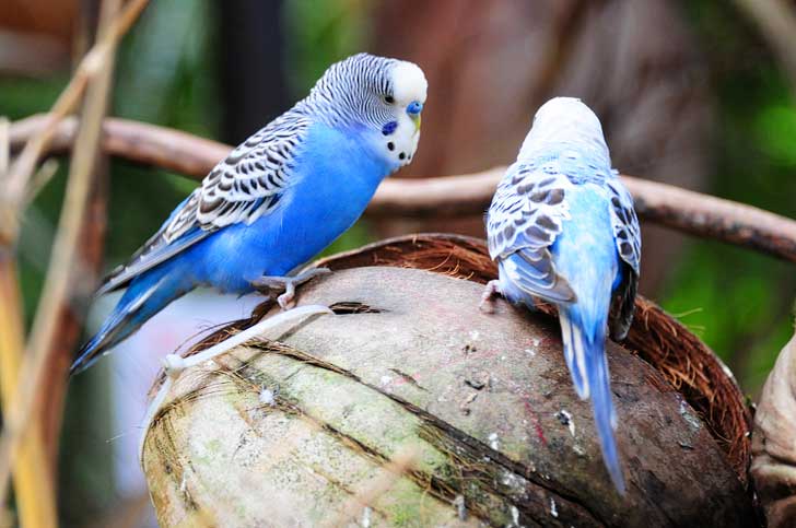 Langkawi Wildlife Park is among the top attractions for families. You can hand feed and pet ostriches, emus, parrots, rabbits, porcupines, raccoons, mouse deer, flamingos, etc. // localadventurer.com