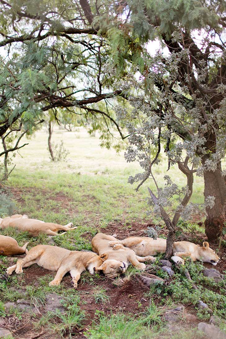 The Lion Park in the Cradle of Humankind is a great way to encounter some of Africa's big five especially if you're only in Johannesburg South Africa for a short time,// localadventurer.com