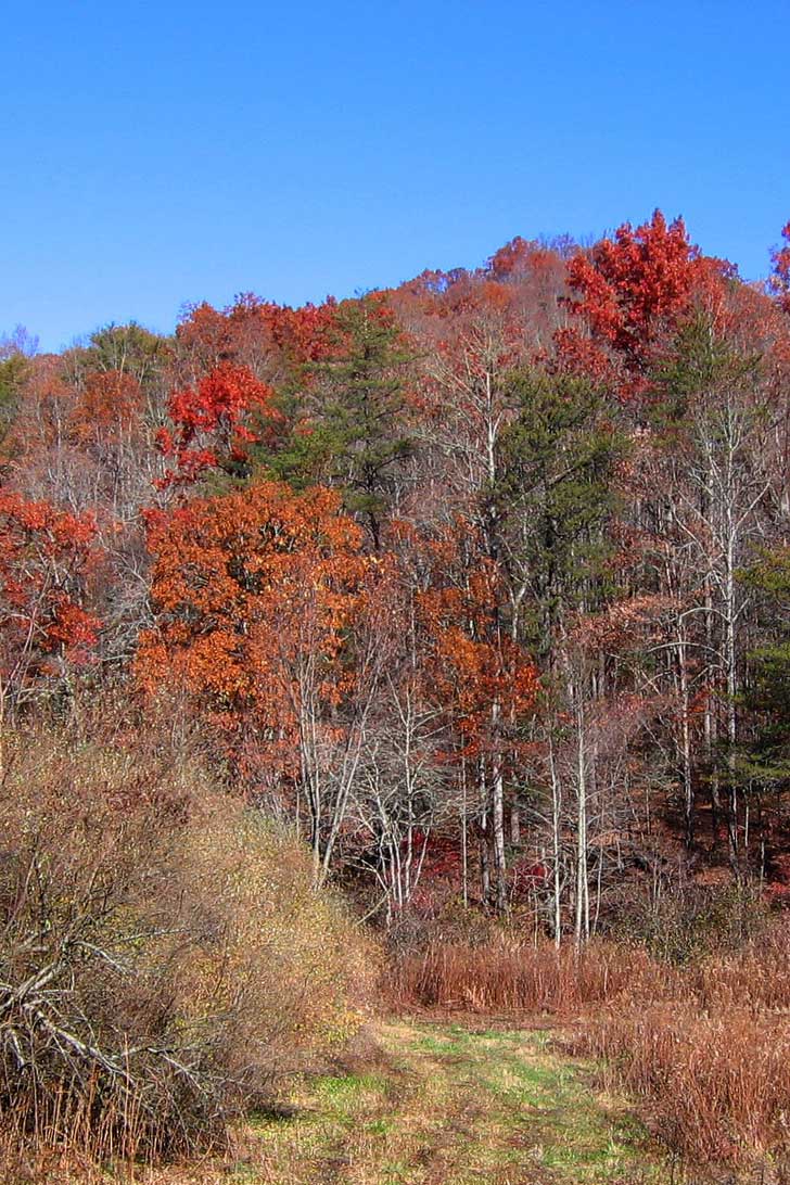 The Chattahoochee National Forest are dedicated wilderness areas, there are miles of trails, and you can explore tons of opportunity for outdoor activities // localadventurer.com