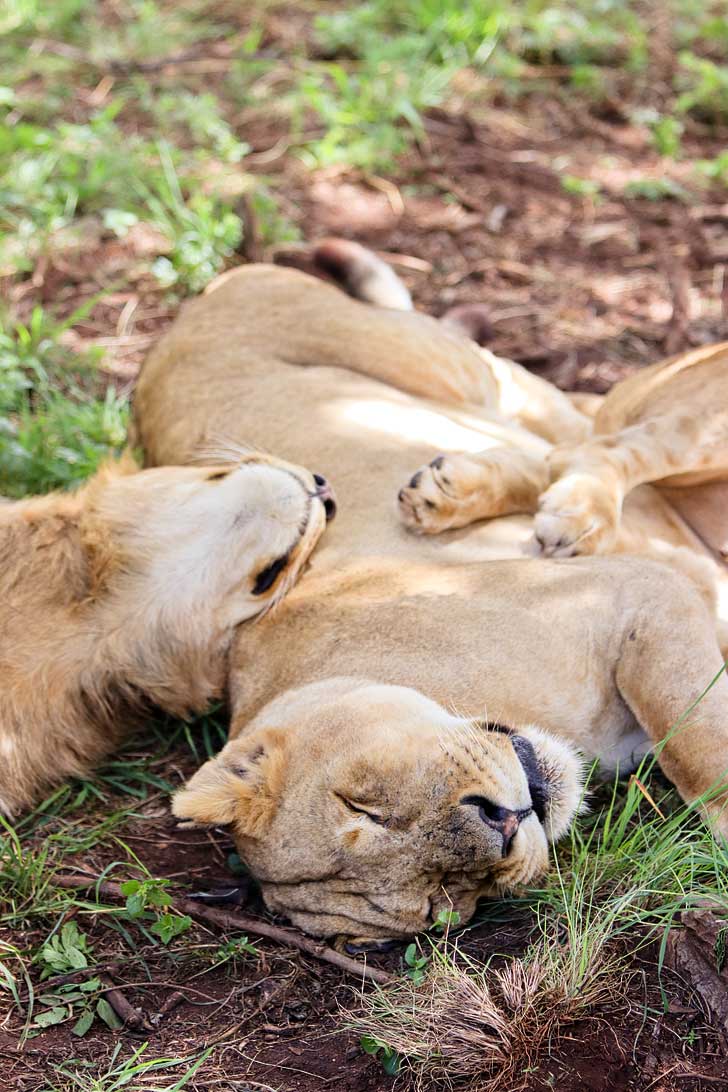 In Johannesburg South Africa but limited on time and want to see wildlife? You can still do a mini safari at the Lion Park Gauteng in Cradle of Humankind. // localadventurer.com