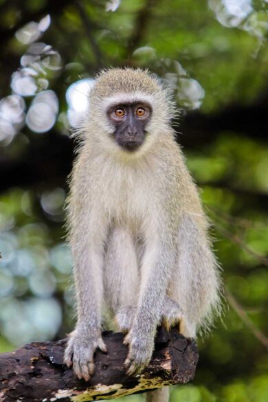 Pilanesburg National Park Safari - Day Trip Safari from Johannesburg ...