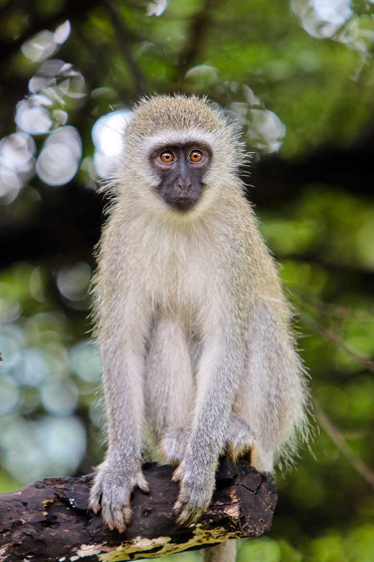 Bakubung Bush Lodge - An Amazing Safari Day Trip to Pilanesberg National Park from Johannesburg South Africa // localadventurer.com