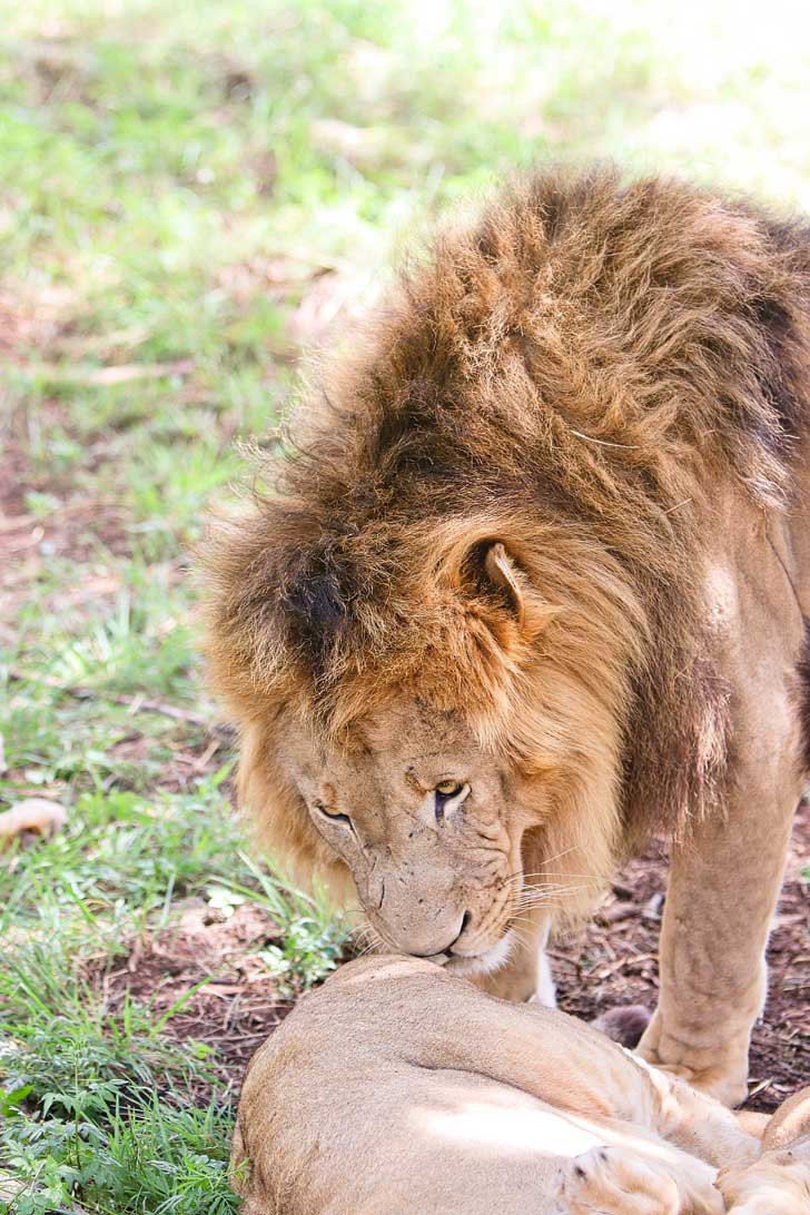 The Lion Park Johannesburg South Africa - great way to see the big 5 and they have different safaris based on your time // localadventurer.com