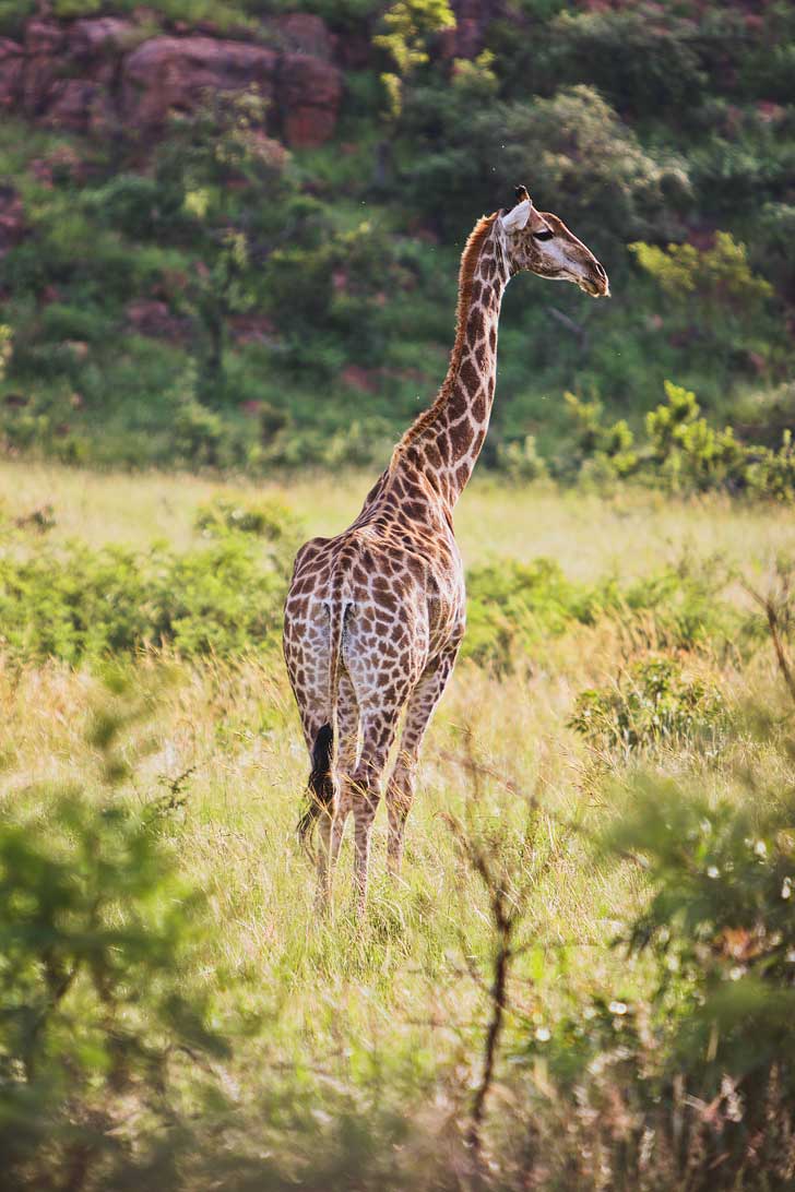 Pilanesburg Nature Reserve Safari - an Amazing Day Trip from Johannesburg South Africa // localadventurer.com