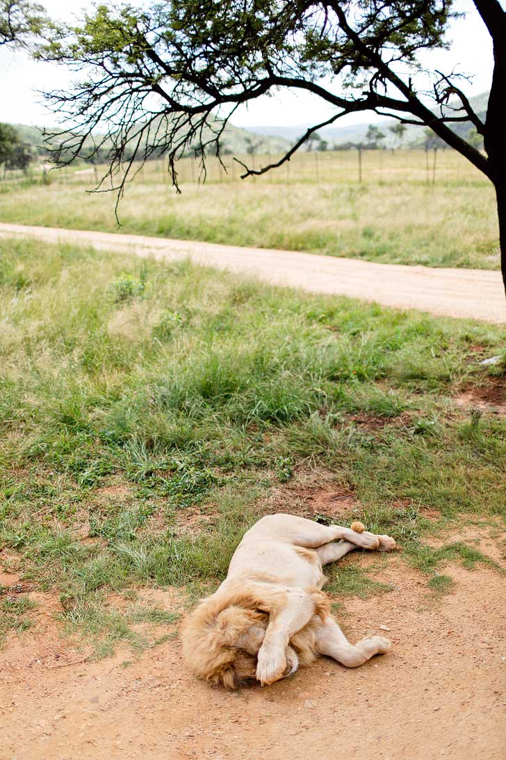 The Lion Park in the Cradle of Humankind is a great way to encounter some of Africa's big five especially if you're only in Johannesburg South Africa for a short time,// localadventurer.com