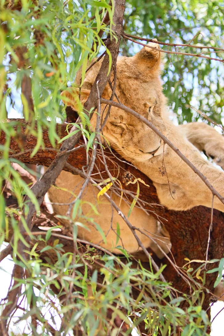 In Johannesburg South Africa but limited on time and want to see wildlife? You can still do a mini safari at the Lion Park Gauteng in Cradle of Humankind. // localadventurer.com