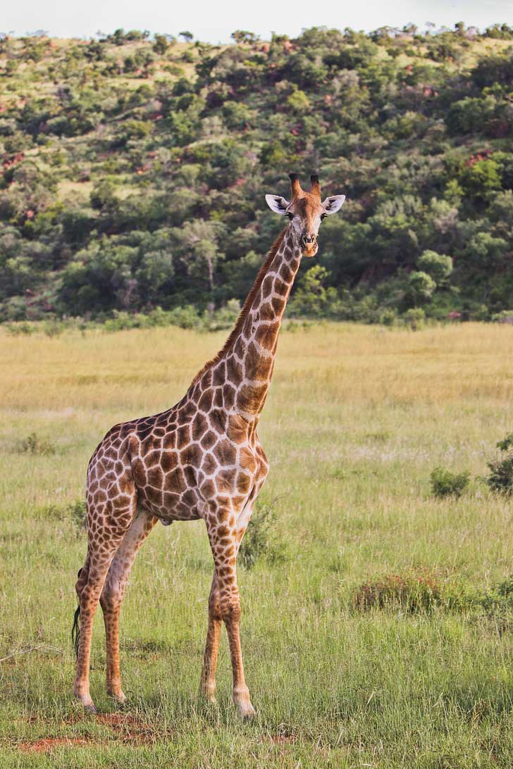 Pilanesberg National Park Safari - an Amazing Day Trip from Johannesburg South Africa // localadventurer.com