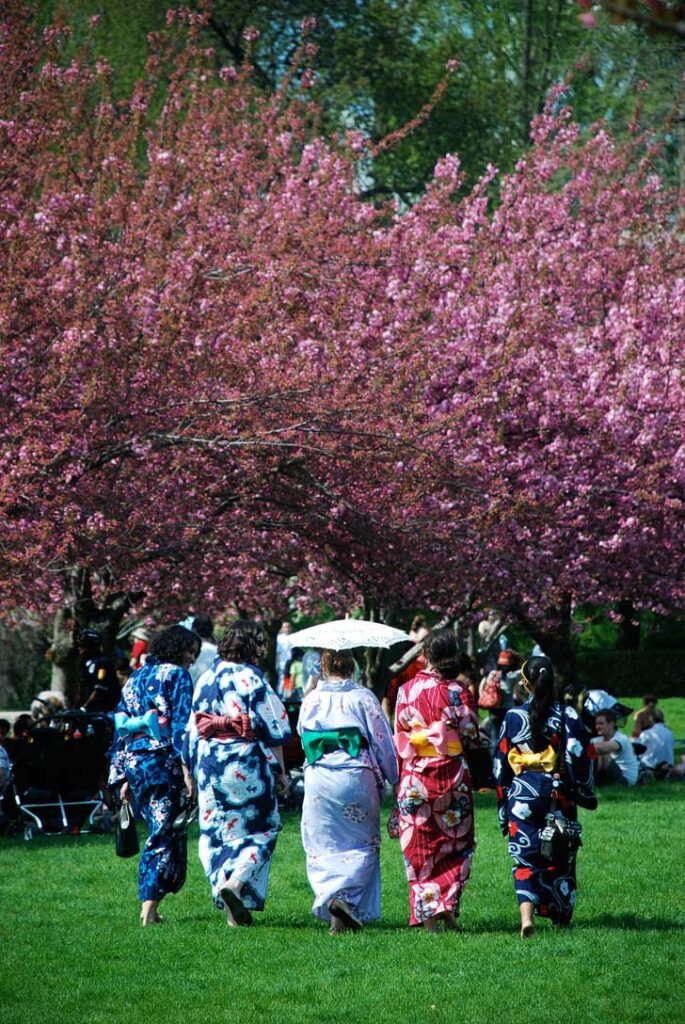 Sakura Matsuri Festival at the Brooklyn Botanic Garden is a lovely place to see cherry blossoms - they have two of the oldest living cultivars in the country // localadventurer.com