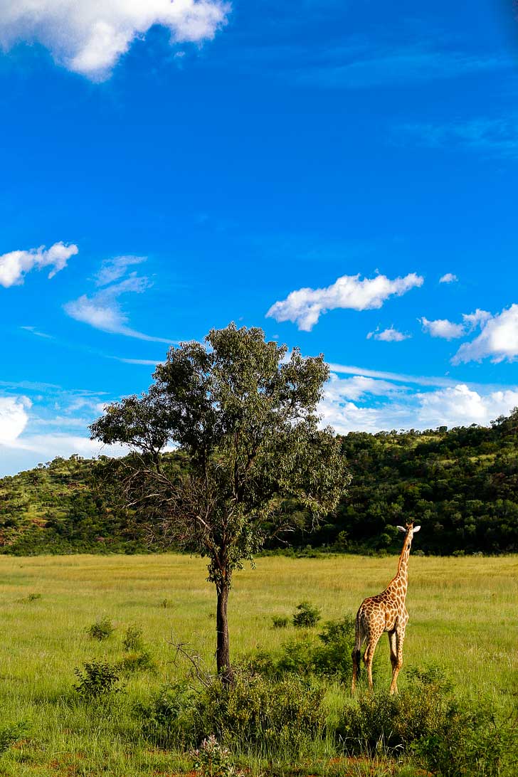 Pilanesberg Game Reserve Safari - an Amazing Day Trip from Johannesburg South Africa // localadventurer.com