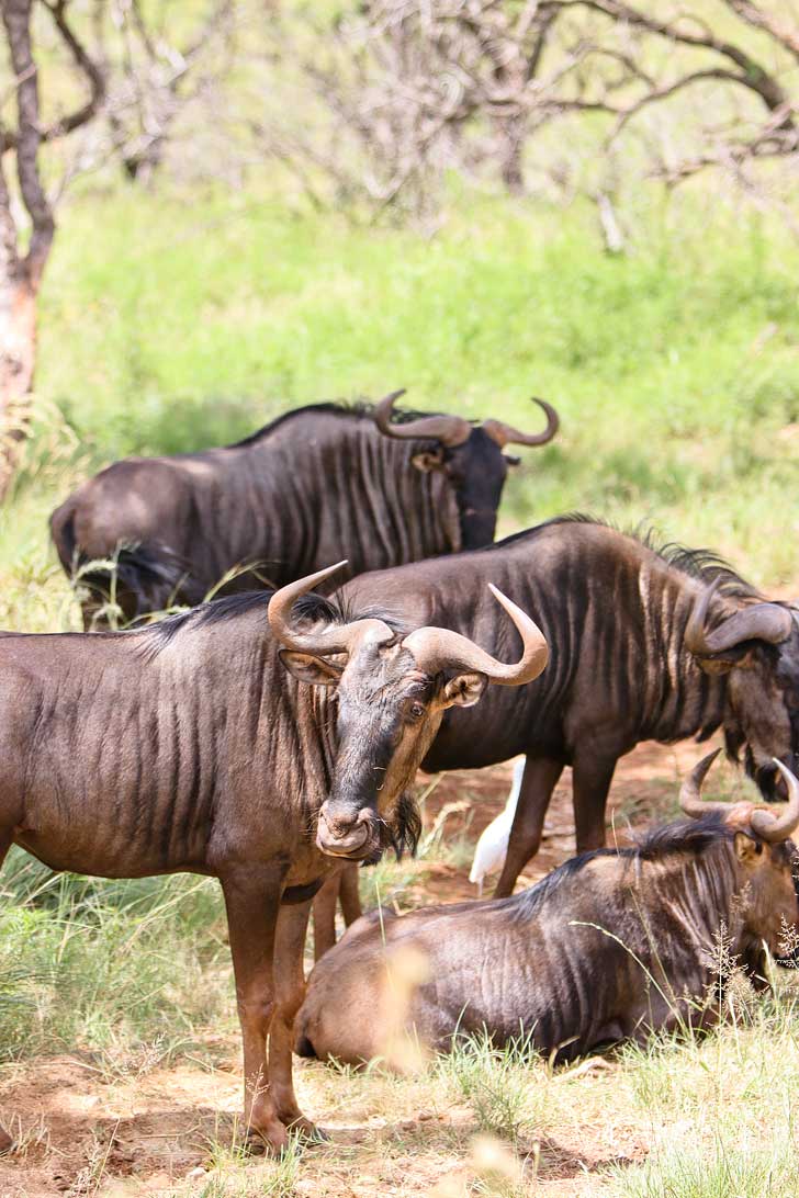 The Lion Park in the Cradle of Humankind is a great way to encounter some of Africa's big five especially if you're only in Johannesburg South Africa for a short time,// localadventurer.com