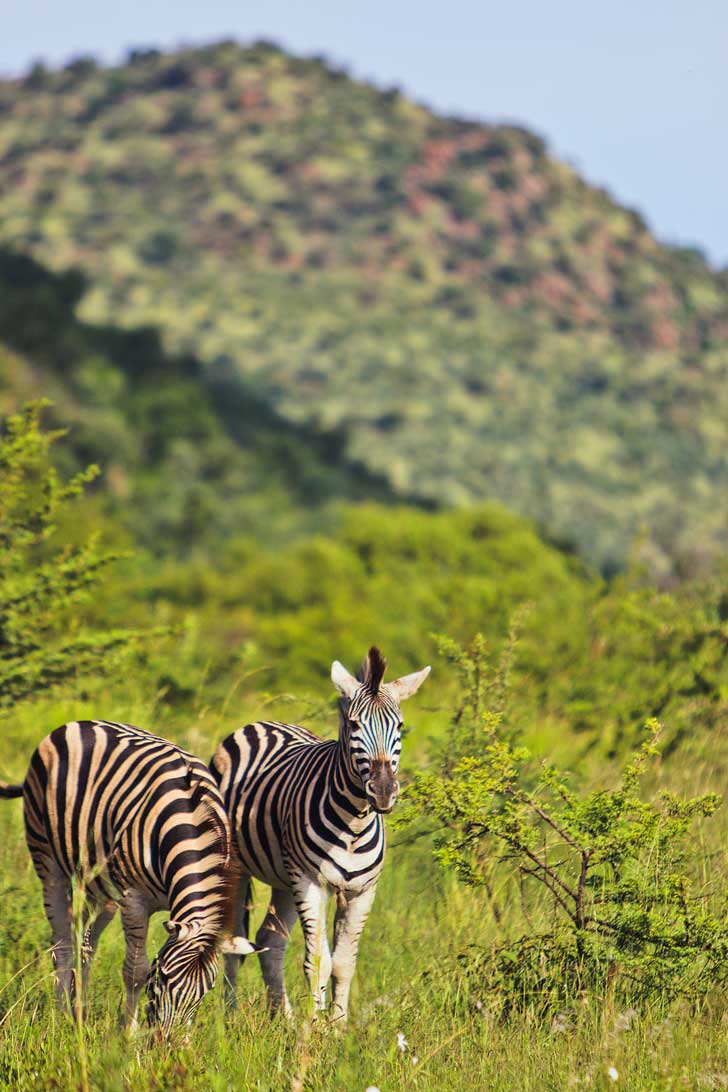 Pilanesberg Park Safari - an Amazing Day Trip from Johannesburg South Africa // localadventurer.com