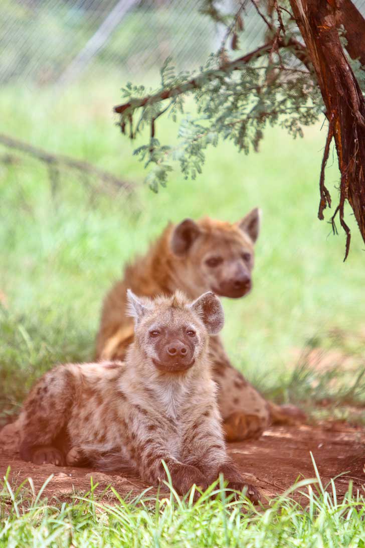 In Johannesburg South Africa but limited on time and want to see wildlife? You can still do a mini safari at the Lion Park Gauteng in Cradle of Humankind. // localadventurer.com