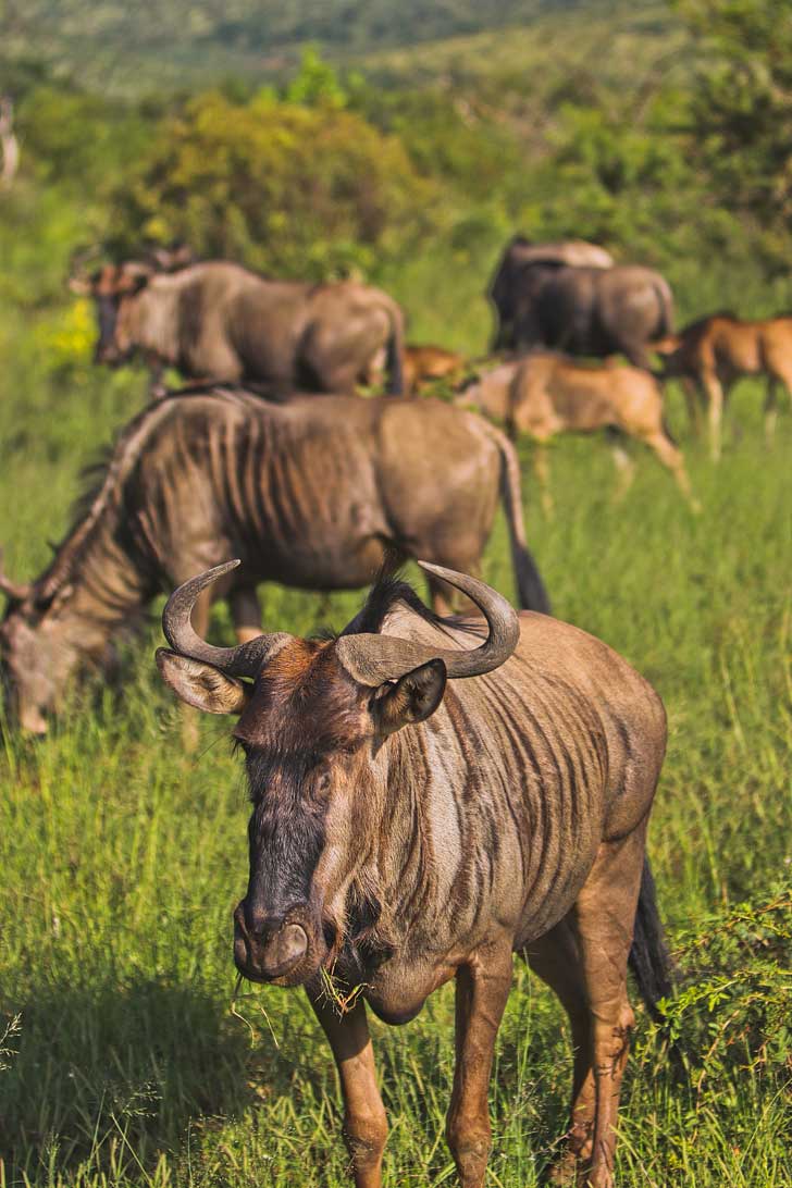 Pilanesberg National Park Safari - an Amazing Day Trip from Johannesburg South Africa // localadventurer.com