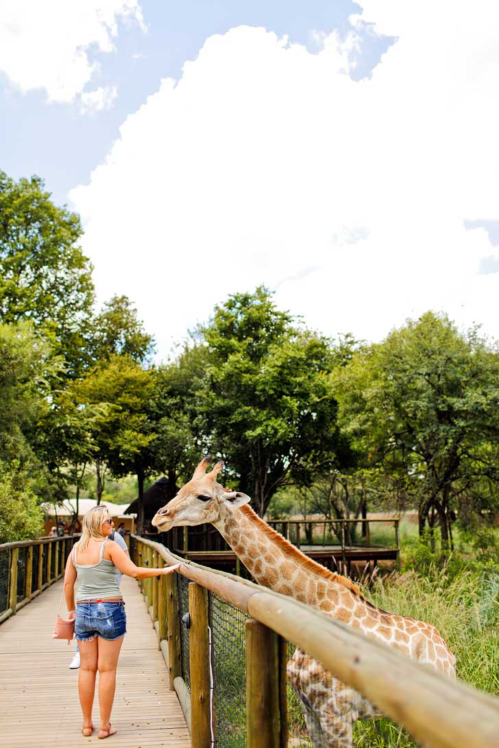 The Lion Park Johannesburg South Africa - great way to see the big 5 and they have different safaris based on your time // localadventurer.com