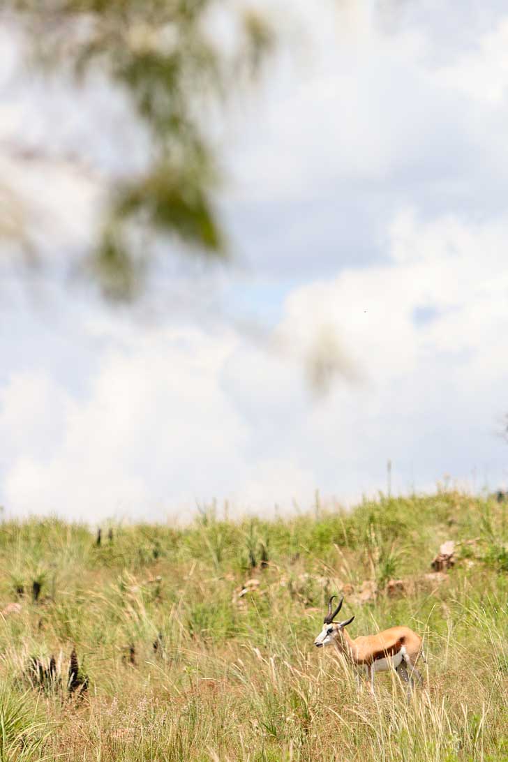 The Lion Park in the Cradle of Humankind is a great way to encounter some of Africa's big five especially if you're only in Johannesburg South Africa for a short time,// localadventurer.com