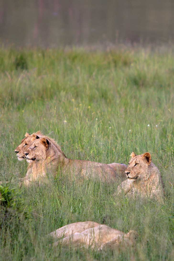 Pilanesberg National Park Safari - an Amazing Day Trip from Johannesburg South Africa // localadventurer.com