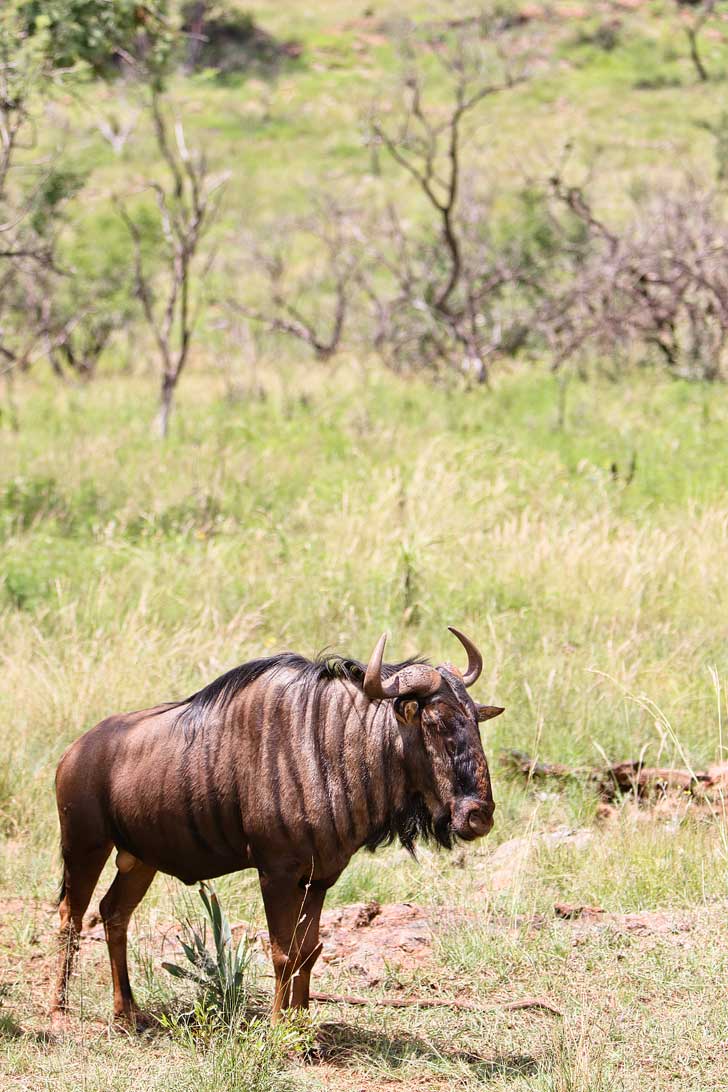 In Johannesburg South Africa but limited on time and want to see wildlife? You can still do a mini safari at the Lion Park Gauteng in Cradle of Humankind. // localadventurer.com