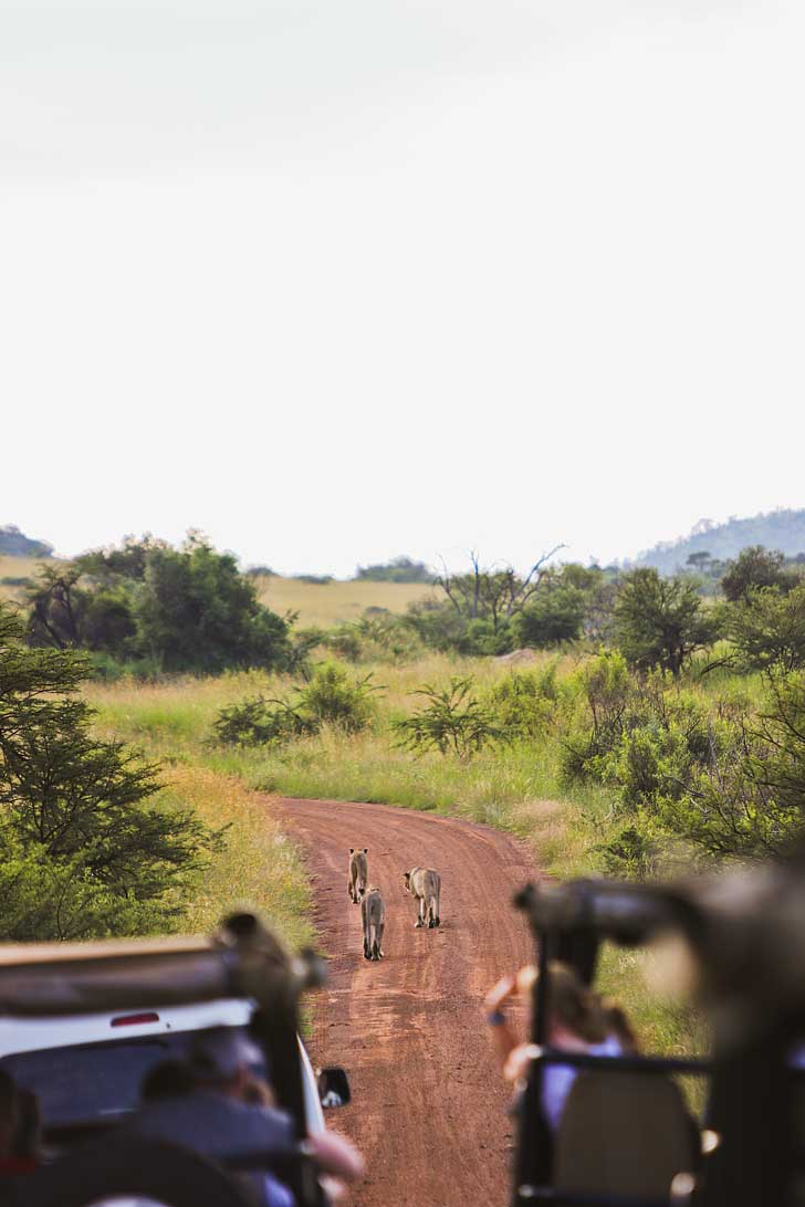 Pilanesberg National Park Safari - an Amazing Day Trip from Johannesburg South Africa // localadventurer.com