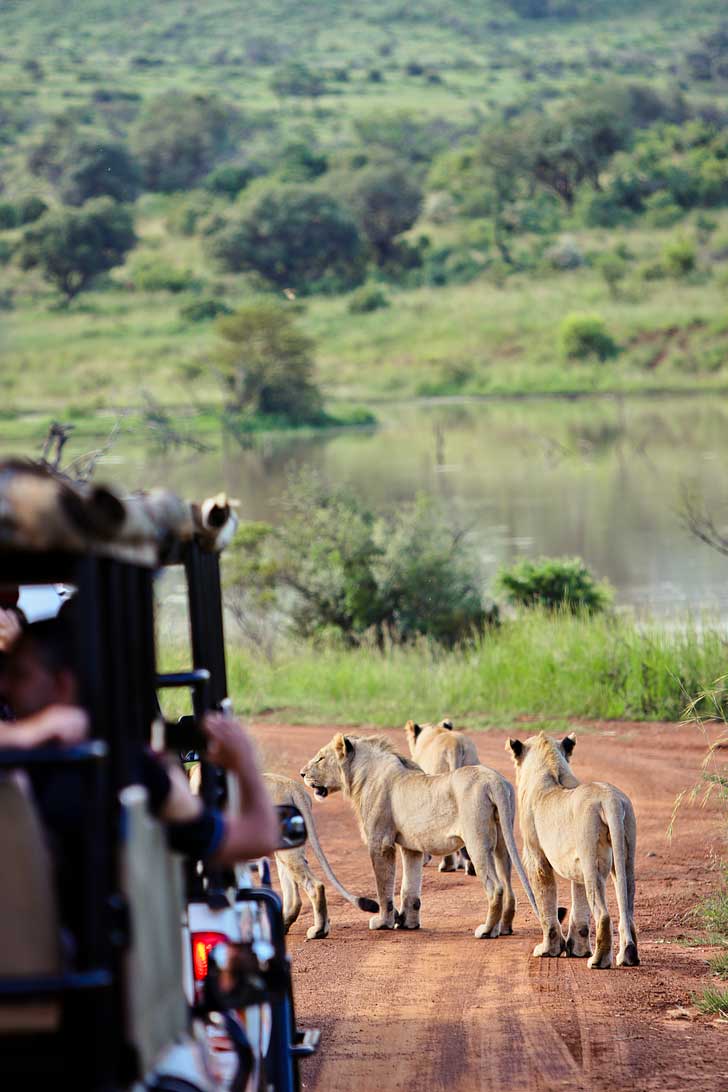 Pilanesberg National Park Safari - an Amazing Day Trip from Johannesburg South Africa // localadventurer.com