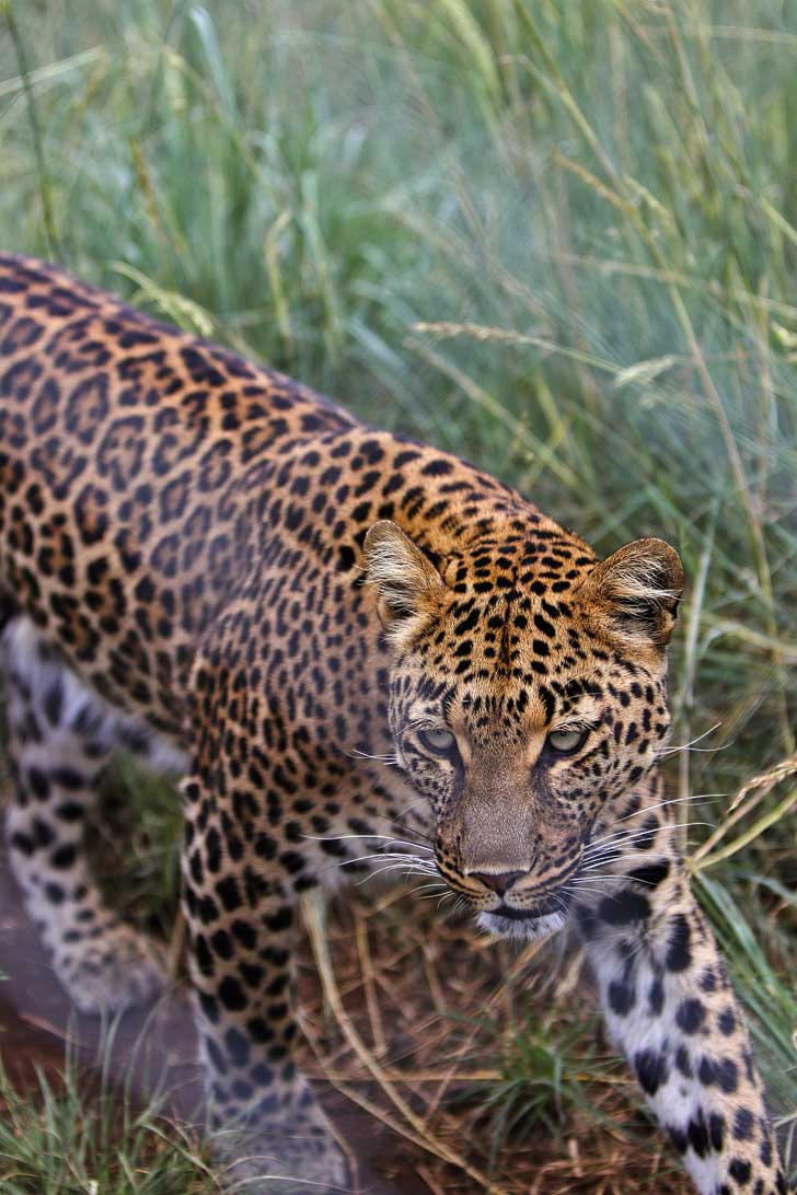 The Lion Park Johannesburg South Africa - great way to see the big 5 and they have different safaris based on your time // localadventurer.com