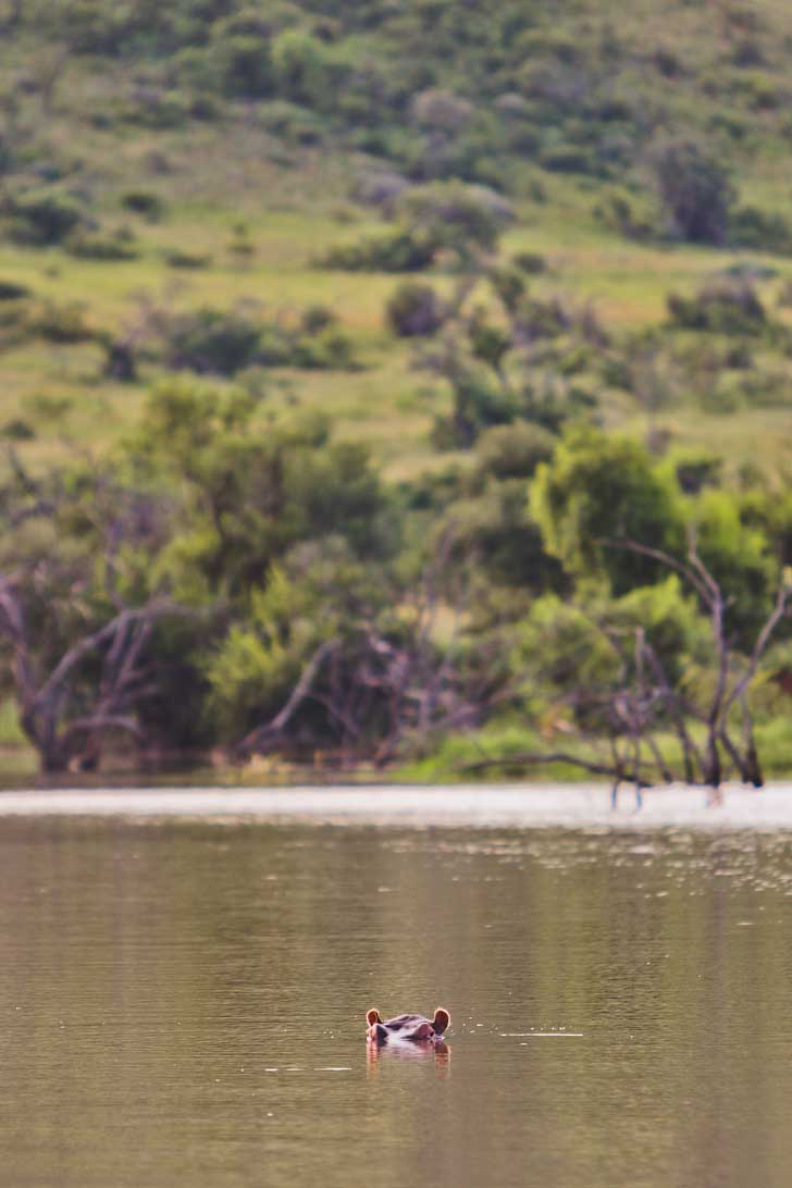 Pilanesberg Reserve with Go SAfari - an Amazing Day Trip from Johannesburg South Africa // localadventurer.com