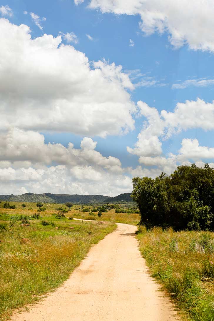 The Lion Park Johannesburg South Africa - great way to see the big 5 and they have different safaris based on your time // localadventurer.com