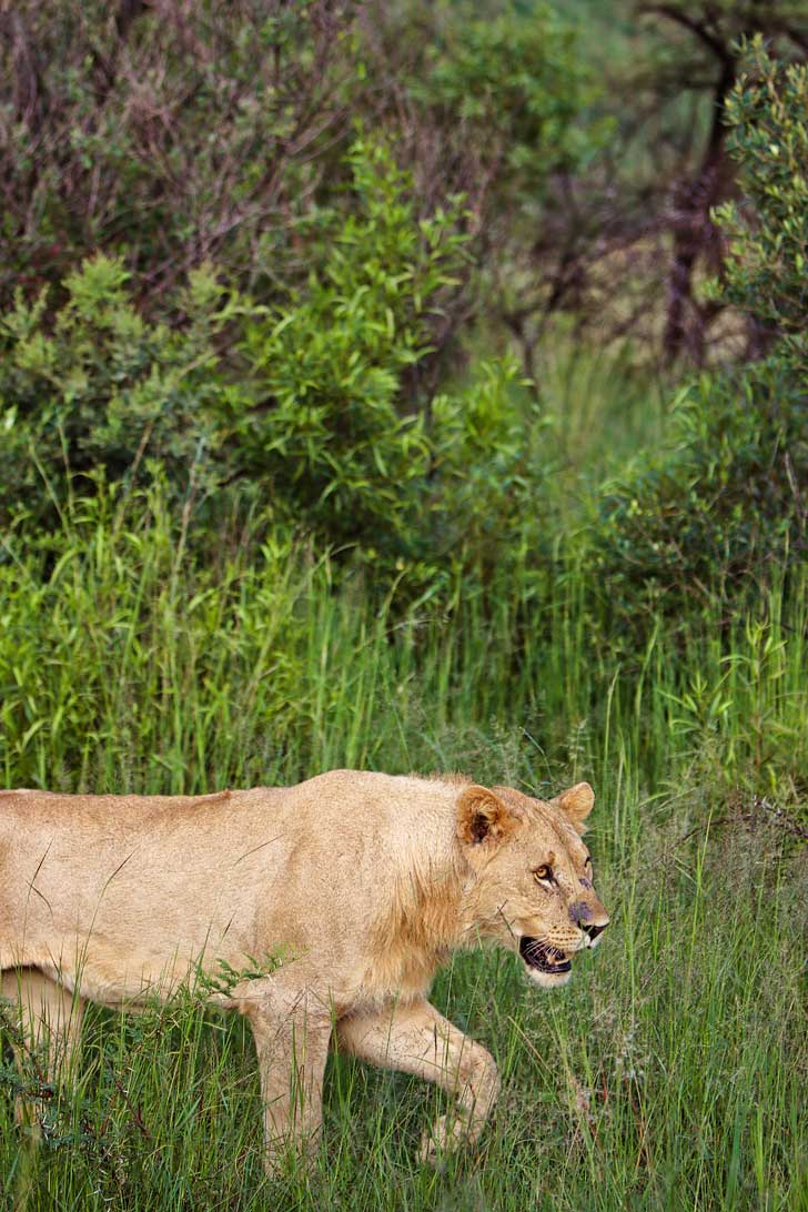 Pilanesberg Animals - Seeing the Big Five at Pilanesberg National Park - an Amazing Day Trip from Johannesburg South Africa // localadventurer.com