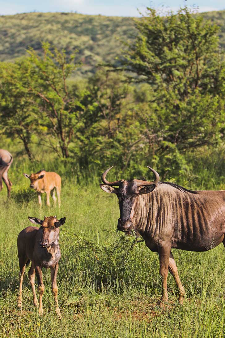 Pilanesberg Animals - Seeing the Big Five at Pilanesberg National Park - an Amazing Day Trip from Johannesburg South Africa // localadventurer.com